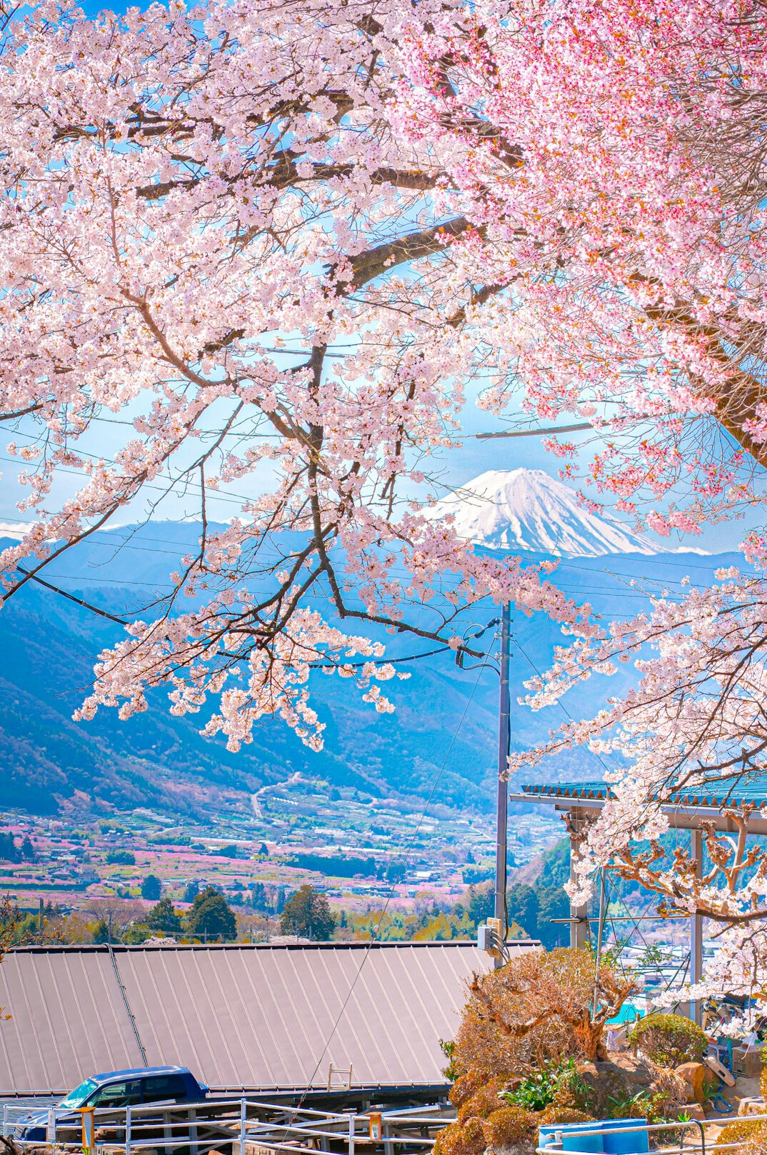 Mount Fuji with blooming cherry blossom trees in foreground